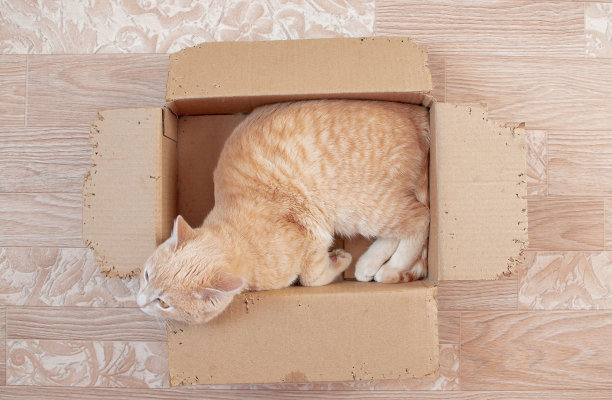 可爱的红条纹猫在地板上的纸板箱里。毛茸茸的宠物要睡在那里图片下载