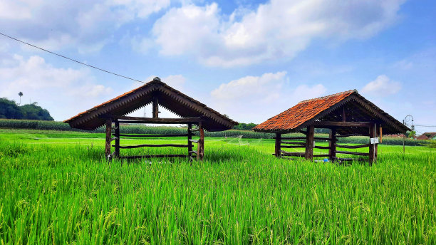 蓝天背景下的绿色稻田和两间竹屋。乡村自然风光图片下载