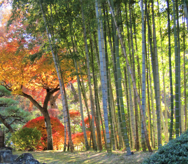 日本。12月。秋天的美丽色彩。的印象。图片下载