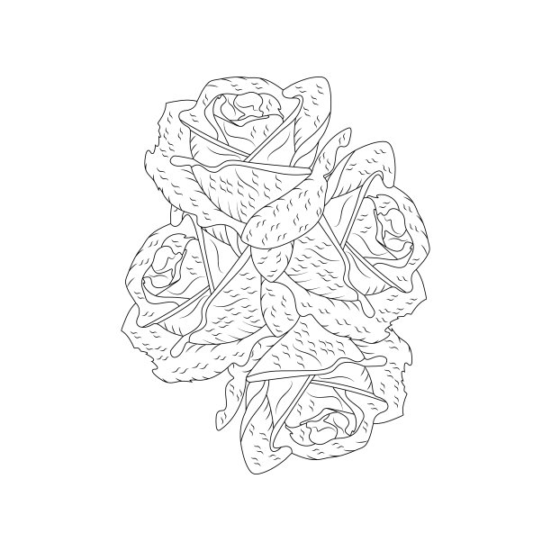 玫瑰花朵轮廓线艺术图片下载