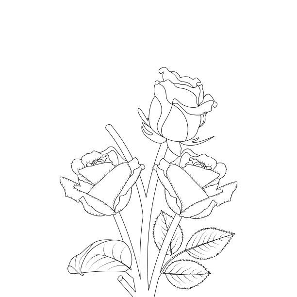 玫瑰花手绘着色页图片下载