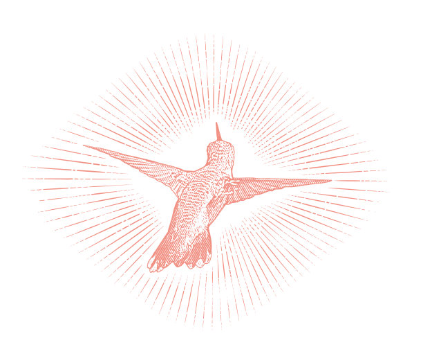 会飞的红宝石喉蜂鸟图片下载