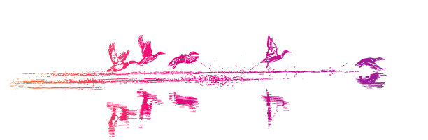 鸭子起飞图片下载