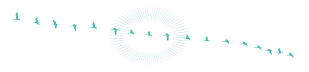 大雁排成V字形飞行图片下载