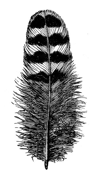 古董插图:母鸡羽毛图片下载