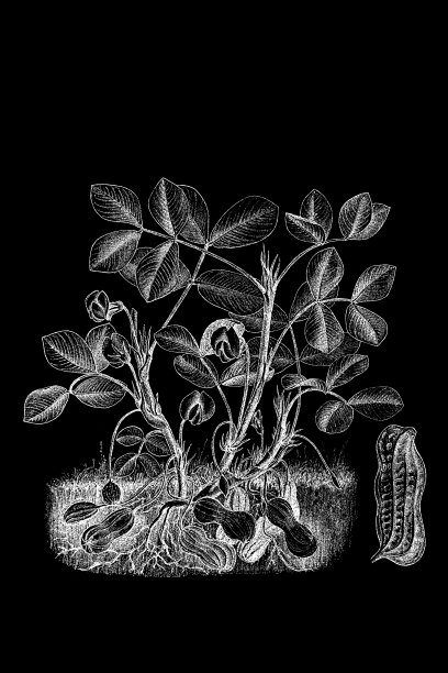 花生或落花生图片下载