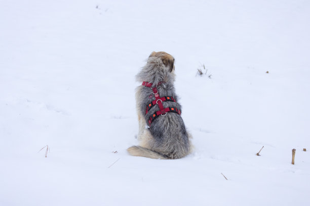 狗带的后视图图片下载