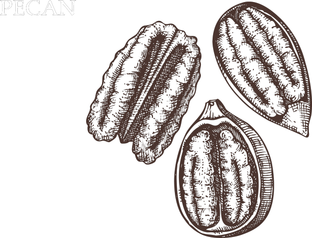 山核桃手绘健康食品元素图片下载