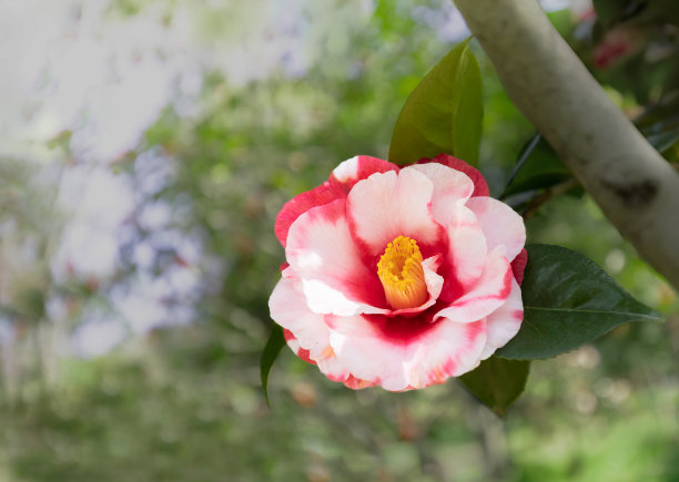 红色和白色的山茶花图片下载