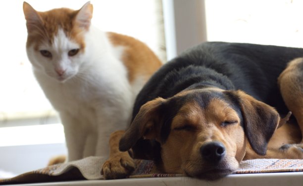 在一个明亮的背景下，猫和一只惊讶的小狗坐在窗台上图片下载