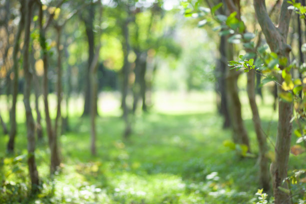 绿色森林模糊散景背景图片下载