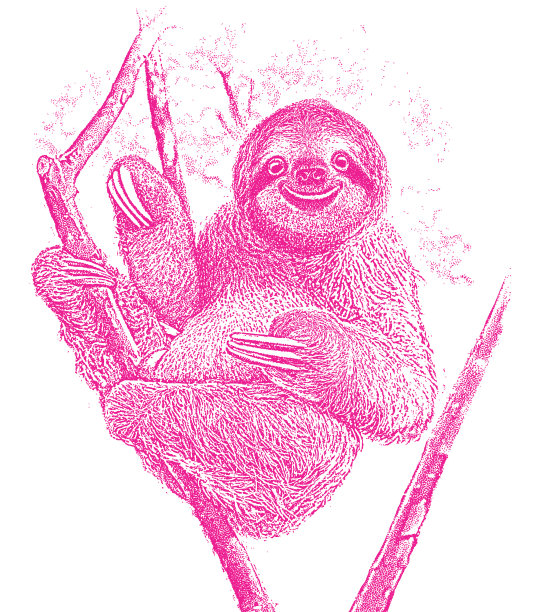 快乐的树懒在树上休息图片下载