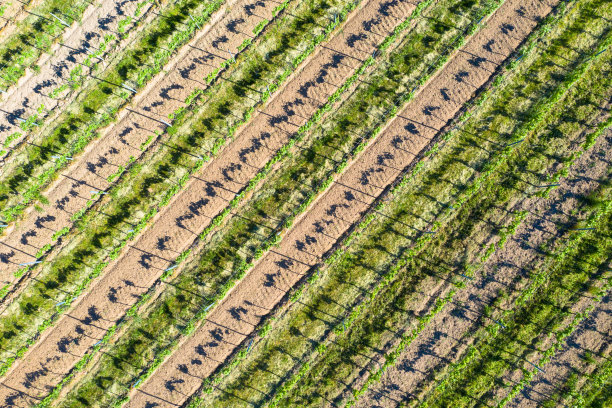 葡萄园里的一排排，从无人机上看到的自然图案。图片下载
