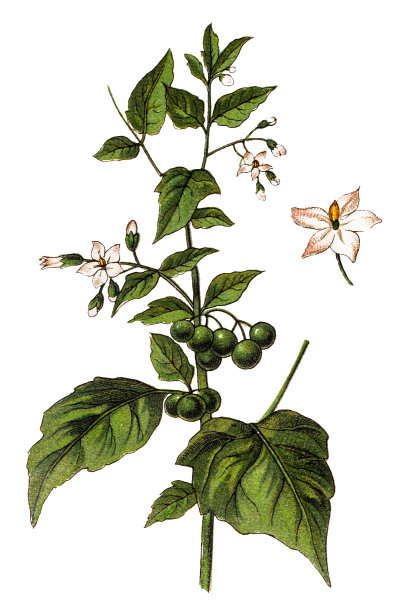 龙葵(欧洲黑龙葵、黑龙葵、龙葵、花园龙葵、花园越橘、猎犬莓、羊肠菌、神奇莓)图片下载