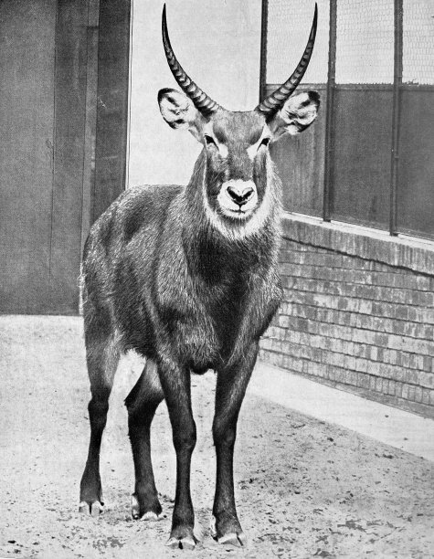 柏林动物园-沃特巴克站在前面的观点图片下载