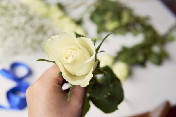 花商手里拿着一枝白玫瑰，背景上有叶子和剪刀。图片下载