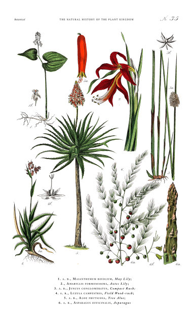 古董植物雕刻，植物王国的历史，维多利亚植物插图，板35，大约1853年图片下载