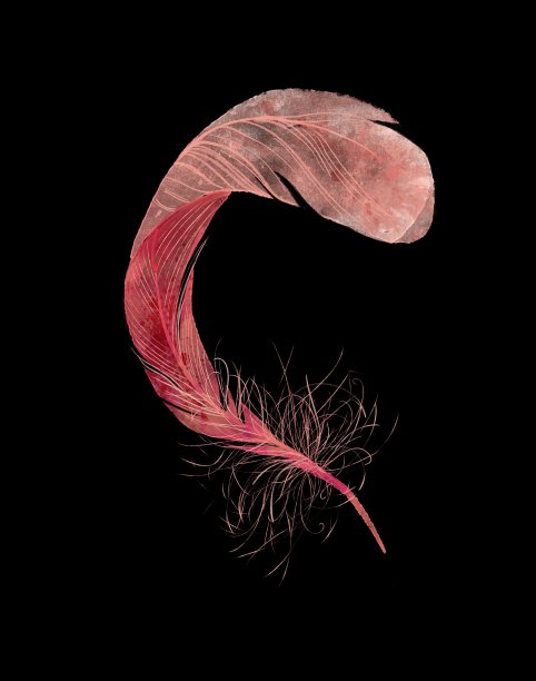 水彩粉红色浪漫的羽毛图片下载