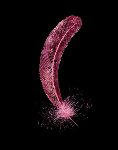 水彩粉红色浪漫的羽毛图片下载