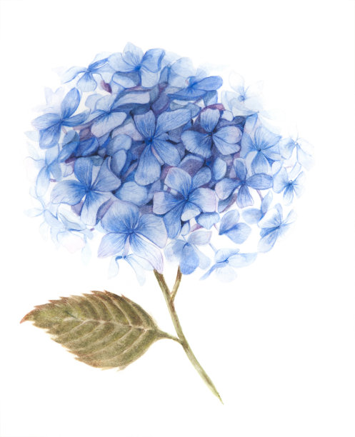 蓝色绣球花插图图片下载