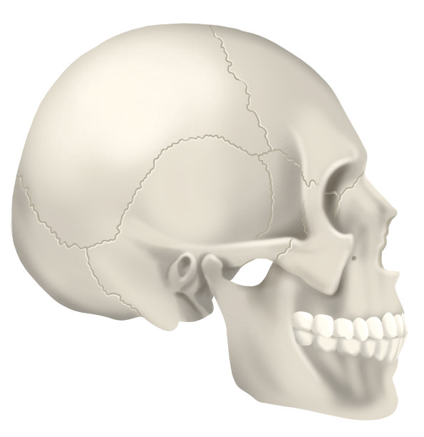 人类头骨图片下载