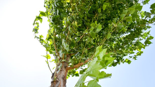 向右弯曲图片下载