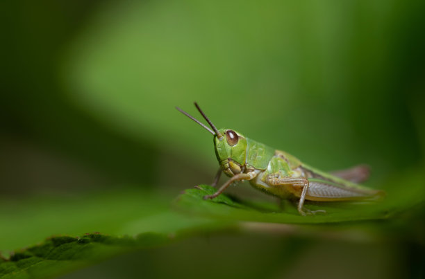 一只绿色的小蚱蜢坐在一片草地上。背景是绿色的。小蟋蟀看着镜头图片下载
