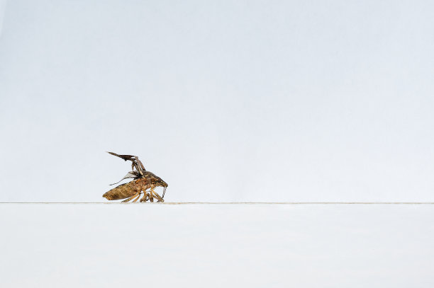 死的和干的臭虫在白色的背景和文字的空间。图片下载