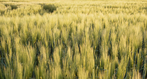 黑麦穗绿色，小麦谷类穗在夕阳下生长的农业背景，软焦点，选择性焦点图片下载
