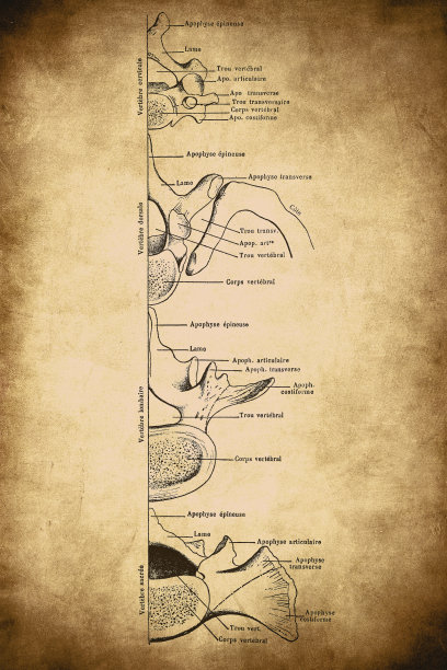 理解脊柱所有区域脊椎同源性的方案图片下载