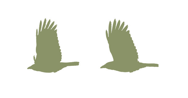 乌鸦飞图片下载