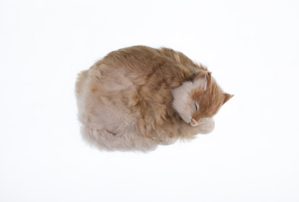 在白色的背景上，睡着的毛茸茸的玩具猫图片下载