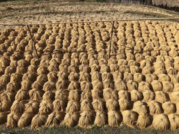 稻田已结图片下载