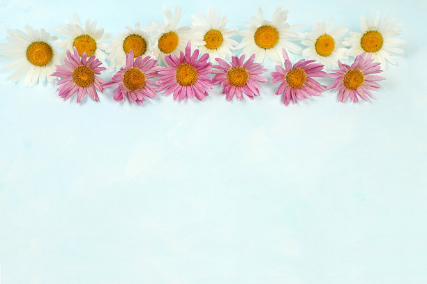 洋甘菊花框架上的浅色背景与地方的文字，花卉组成和夏季横幅，图片下载