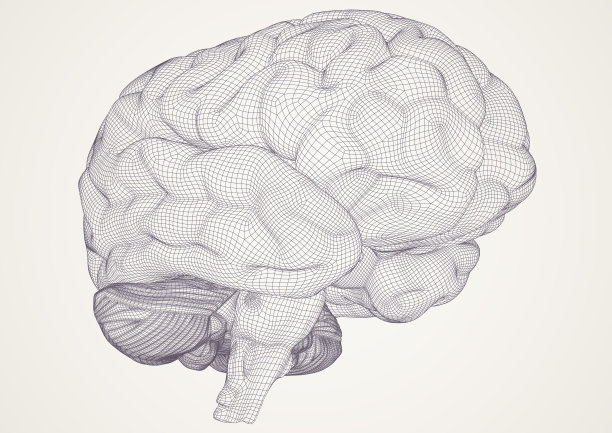 大脑。3 d模型。图片下载