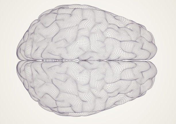 大脑。3 d模型。图片下载