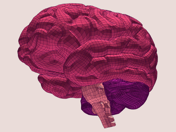 大脑。3 d模型。图片下载
