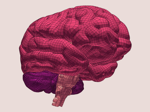 大脑。3 d模型。图片下载
