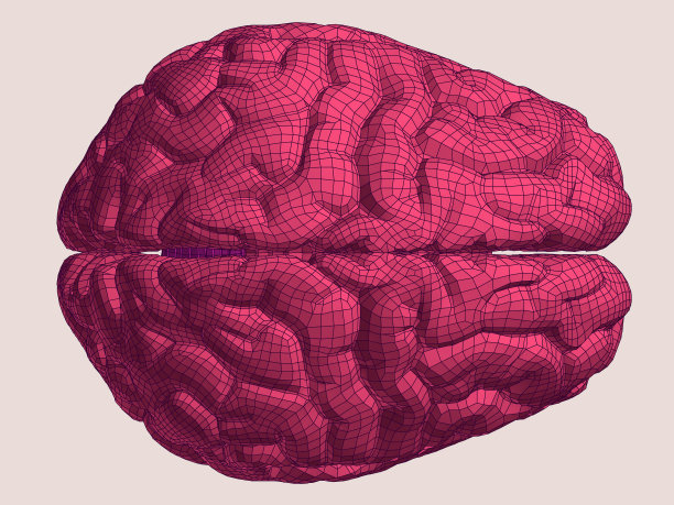 大脑。3 d模型。图片下载