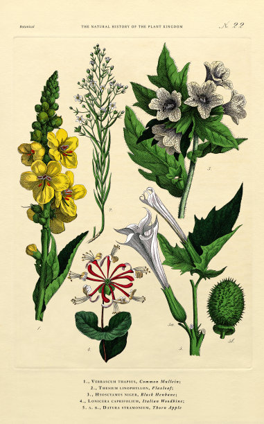 植物王国的历史，维多利亚植物插图，第22版，大约1853年图片下载