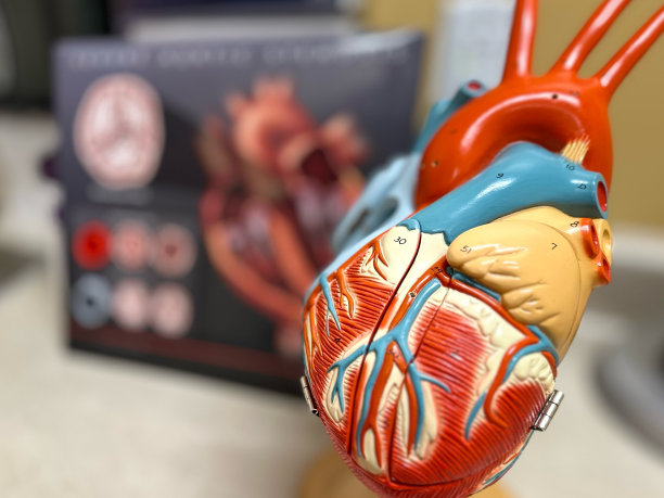 心脏科医生办公室台面人体心脏解剖塑性模型背景模糊图片下载