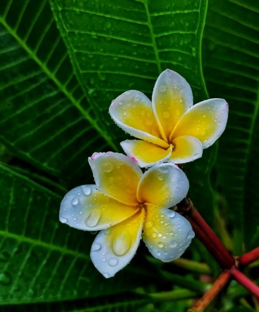 按下花图片下载