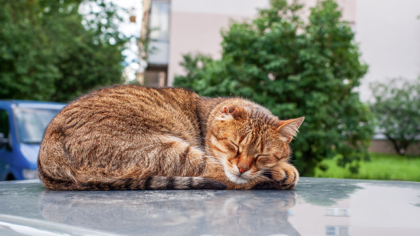 夏天，一只无家可归的猫睡在一辆汽车的车顶上图片下载