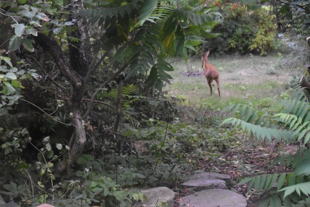 一只母狍子逃跑了——这是一系列事件中的一部分。图片下载