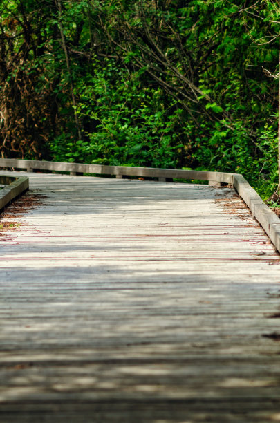 森林中的木制高架木板路图片下载