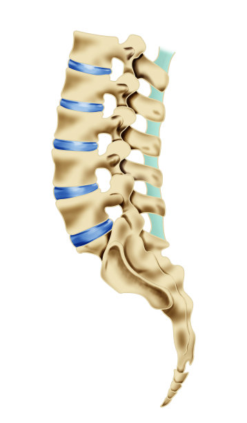 腰椎、骶骨、尾骨图示图片下载