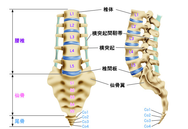 腰椎、骶骨、尾骨图示图片下载
