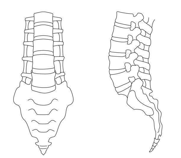 腰椎、骶骨、尾骨图示图片下载