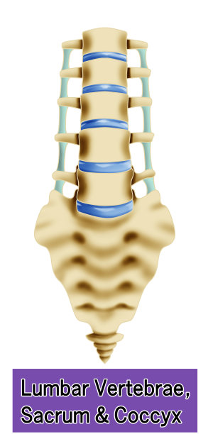腰椎、骶骨、尾骨图示图片下载