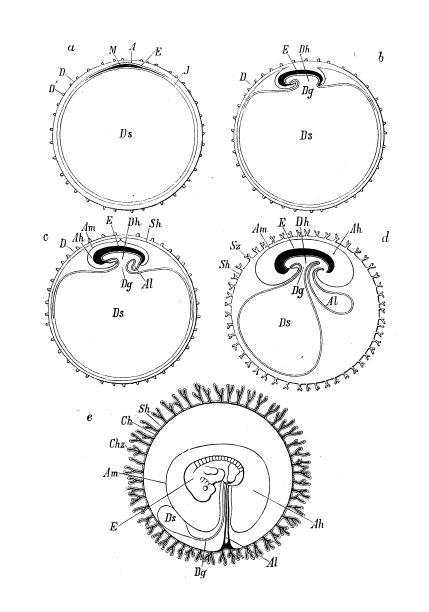 古代生物动物学图像:哺乳动物卵和胚胎发育图片下载